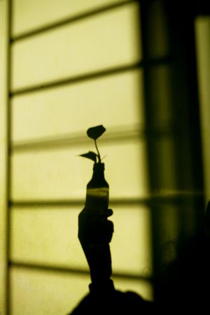 Shadow of person holding bottle with leaf, vertical