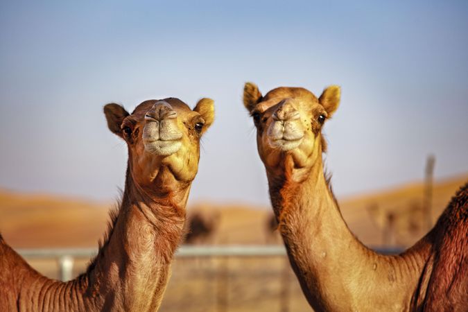 Two camels at daytime