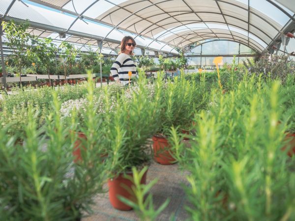 Female choosing potted tree in greenhouse