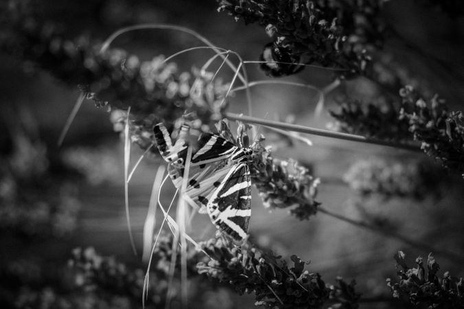 Monochrome shot of Butterly on lavender plant