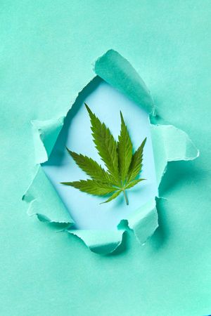 Cannabis leaf framed in torn light blue paper