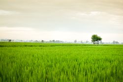 Lush green grass on misty day in Indonesia
