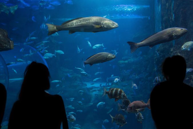 People looking at fishes in an aquarium