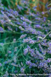 Close up lavender flowers 5n7m24