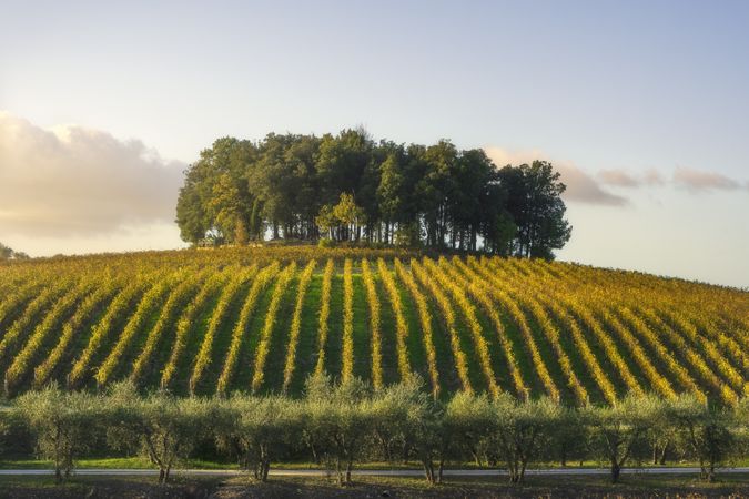 Group of trees on a hill above a vineyard. Chianti region. Castelnuovo Berardenga, Tuscany