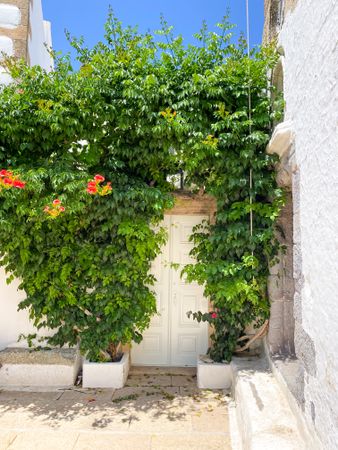 Patmian white door hidden by overgrown hibiscus vines