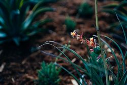 Flowering succulent