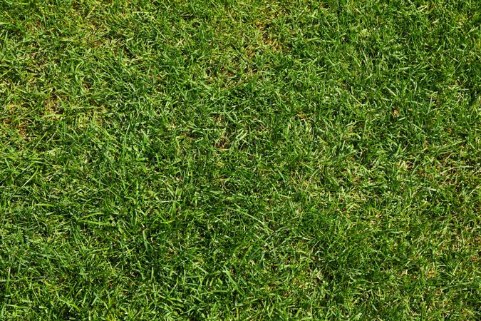 Fresh green grass texture. Natural background, space for text