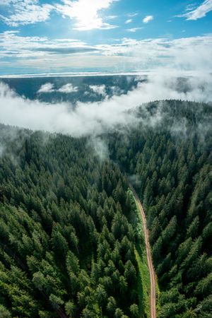 Drone view with the sunrise in a Forest, on a foggy morning