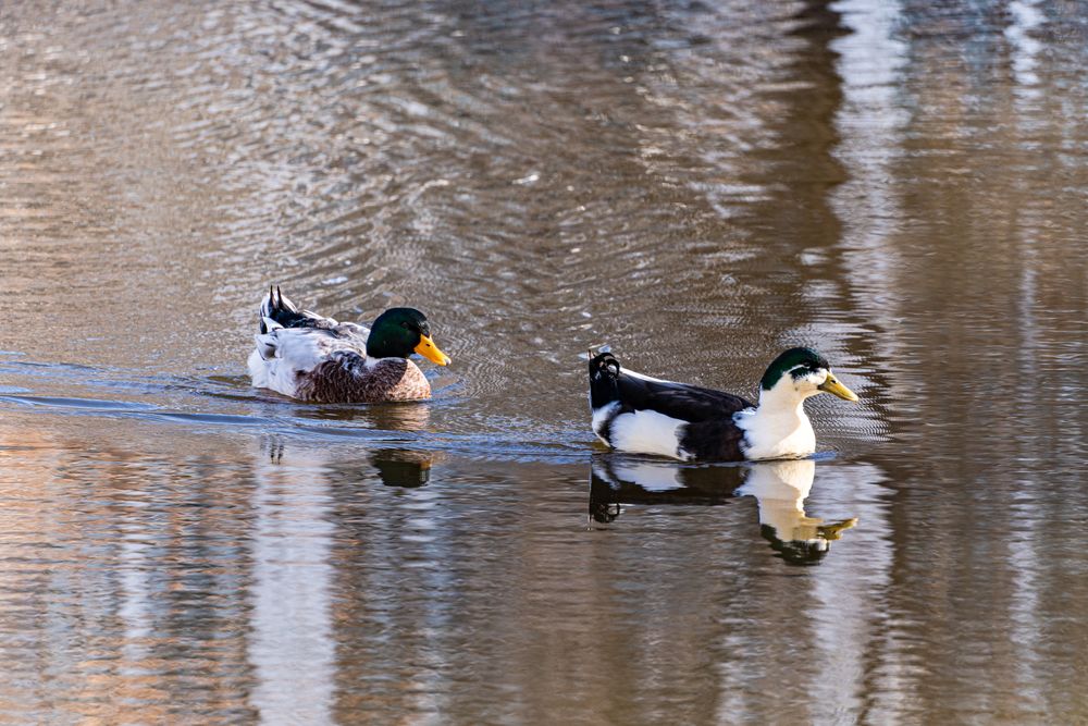 Common duck fowls on the lake background