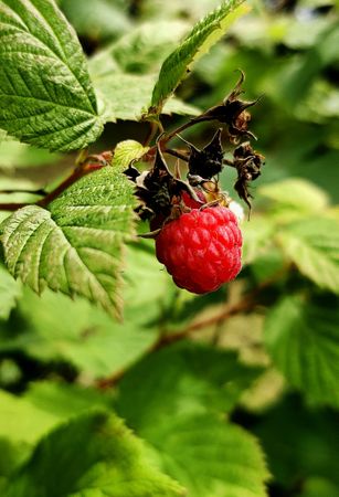 Raspberry