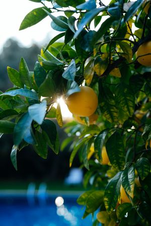 Close up of lemons in a lemon tree with the sunset and a pool in the background