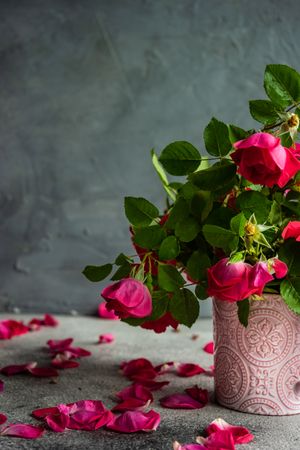 Side view of wilting roses in pink vase