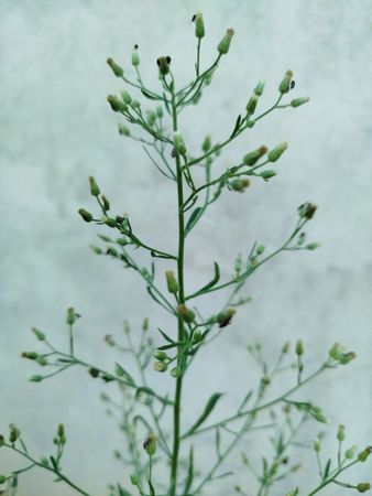 Delicate Wild Plant Growing by the Wall