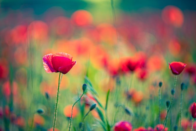 Side view of poppies and buds