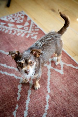 Cute small dog looking up on red rug