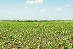Green corn field against sky, space for text. Agriculture