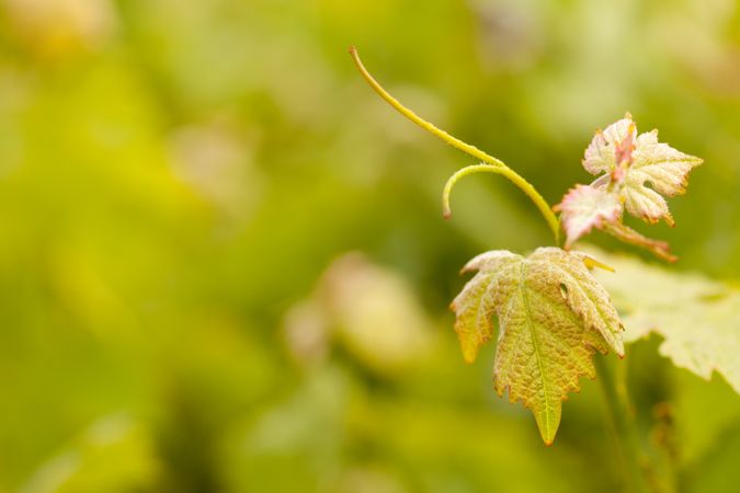 Beautiful Lush Grape Vineyard Leafs