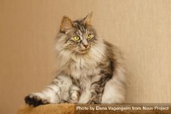Portrait of fluffy grey cat with one leg out 41qyN4