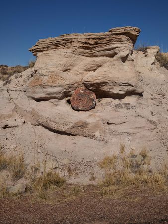 Fossilized tree stump in Petrified Forest, Arizona