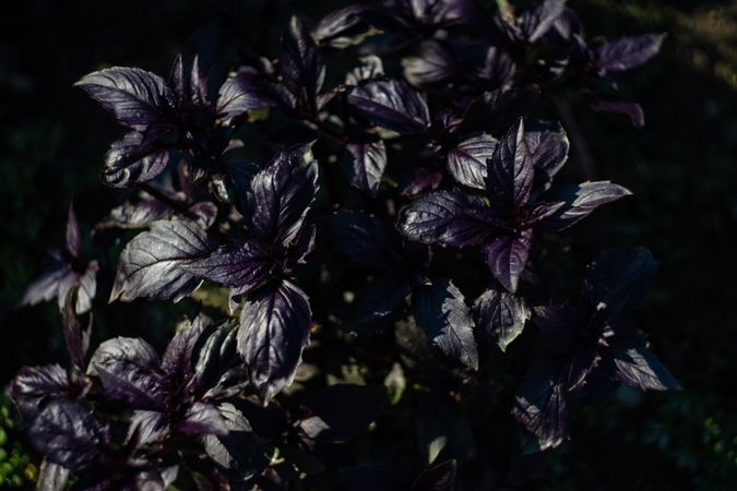 Raw basil herb growing in the sun