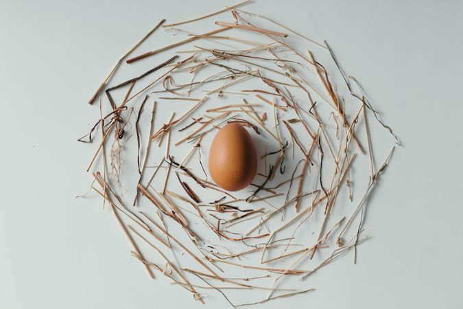 Brown egg in deconstructed, twig nest