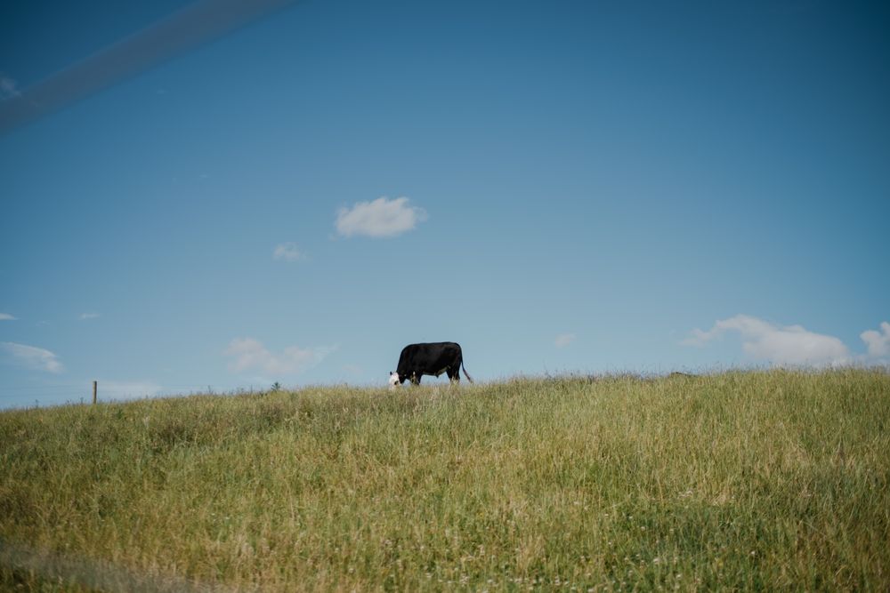 Cow grazing on green field