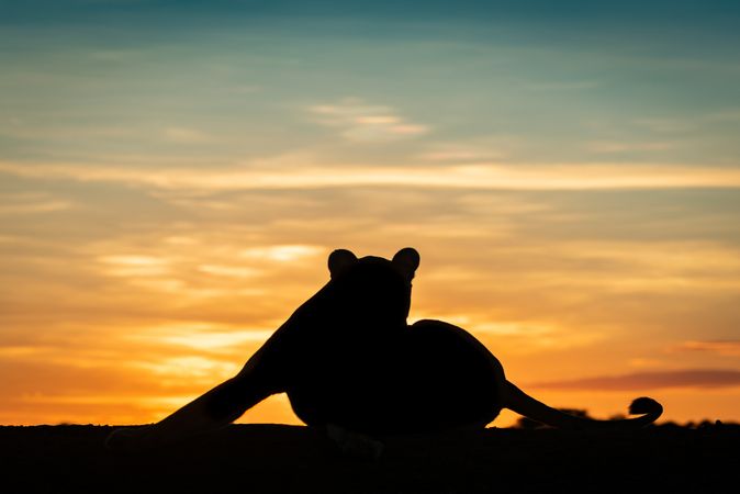 Lioness lying silhouetted at dawn stretching leg