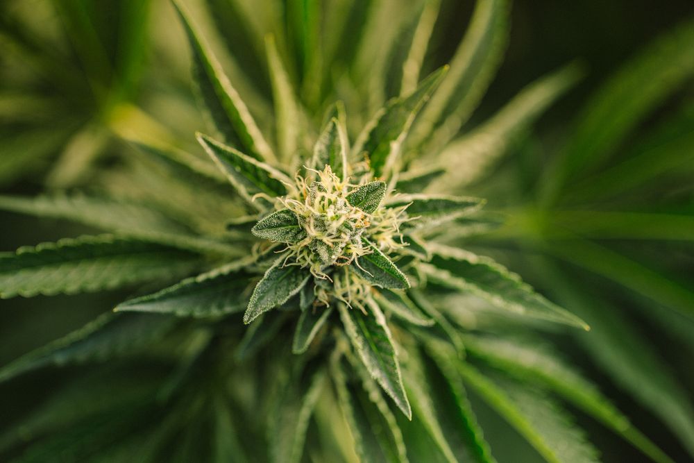 Top view of cannabis plant