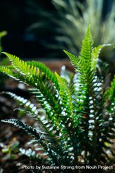 Fern plant in the sun with shiny leaves 4BK73b