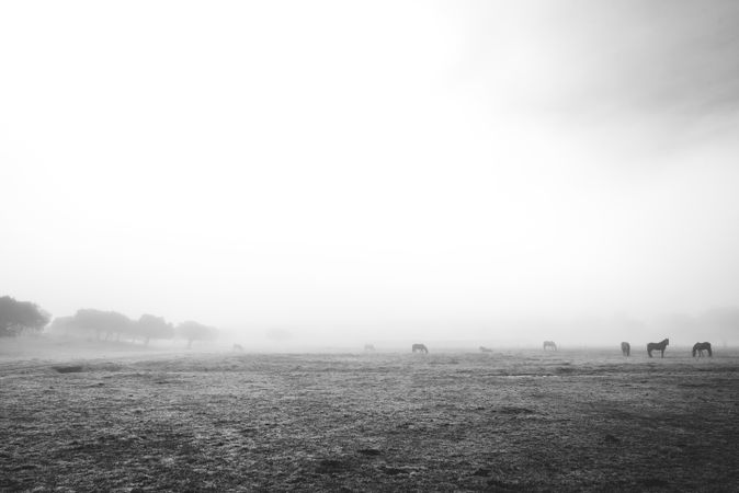 Horses on meadow in fog