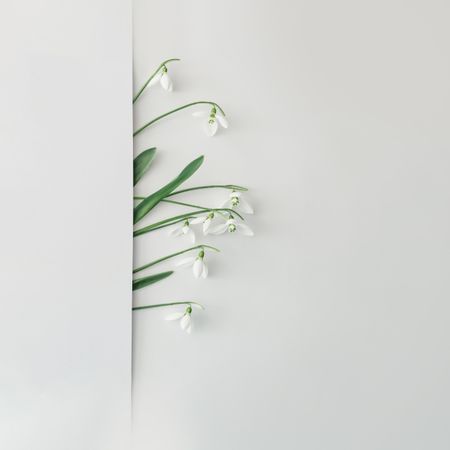 Line of snowdrop flowers on bright background