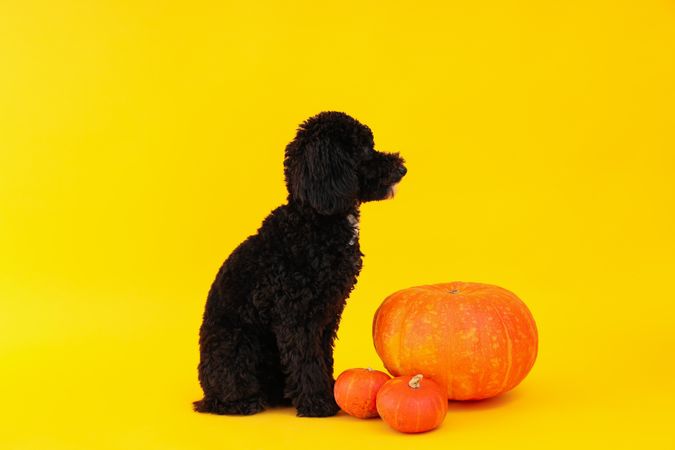 dog and pumpkins on yellow background