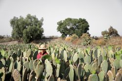 An adult woman is harvesting nopal tunas with the hands wearing a hat. Close up