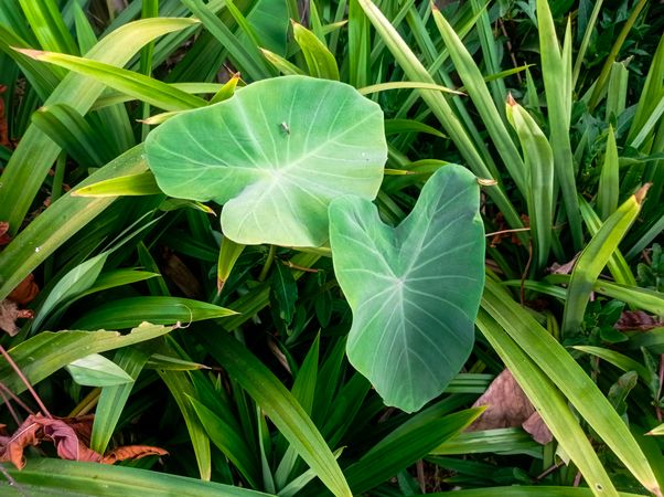 a close-up of lush green leaves of a taro plant