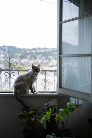 Cat sitting on windowsill with  reflection on window