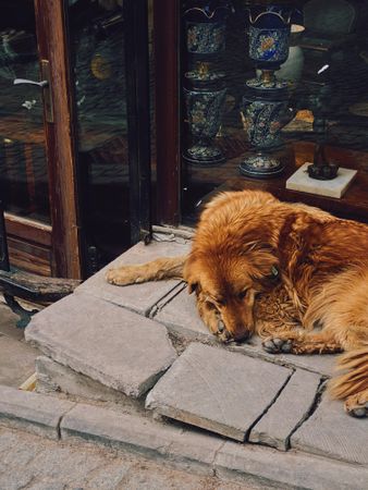 Dog sleeping outside antique shop window