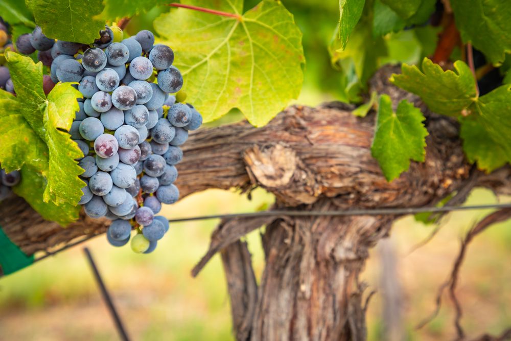 Lush Wine Grapes Clusters Hanging On The Vine