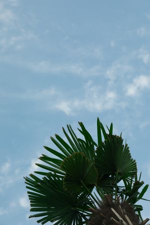 Palm tree on blue background outdoors, space for text
