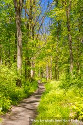 Path in a lush green forest 4OyMZ0