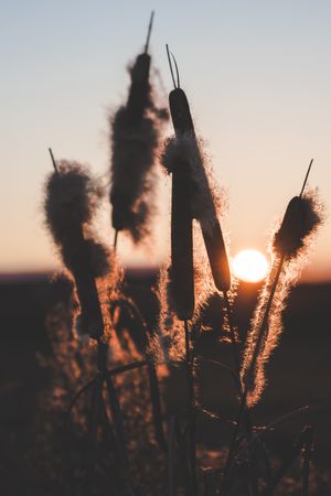 Reeds with fluffs at sunset