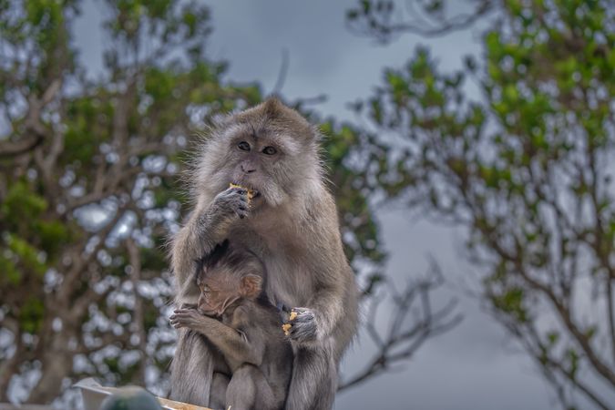 Macaque monkey eating with her baby