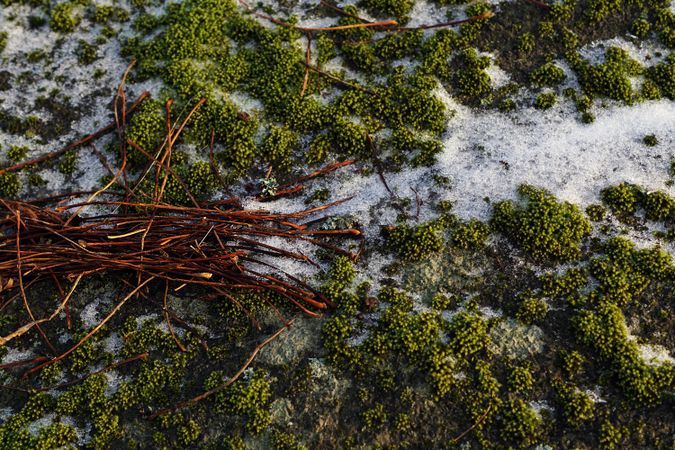 Green growing moss texture