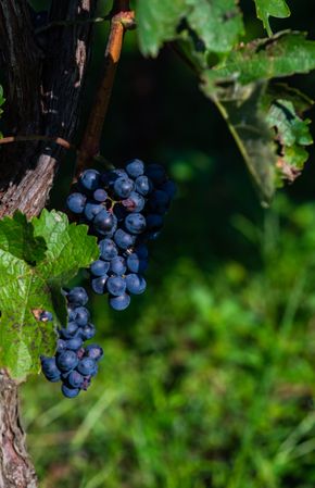 Close up of red grapes growing in Lopota