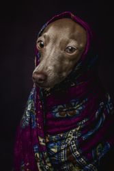 Italian Greyhound dog with scarf
