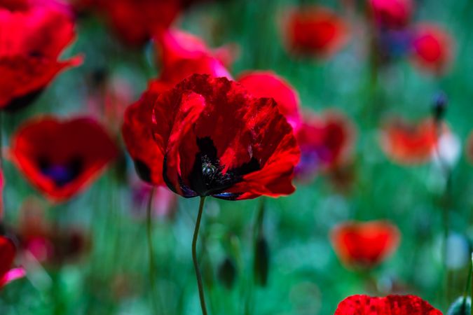 Poppy flowers in meadow