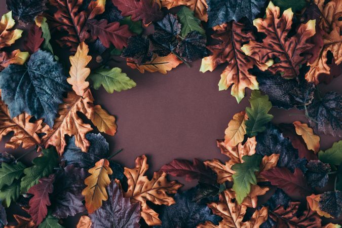 Fall leaves of amber, dark, green, and maroon bordering dark brown background
