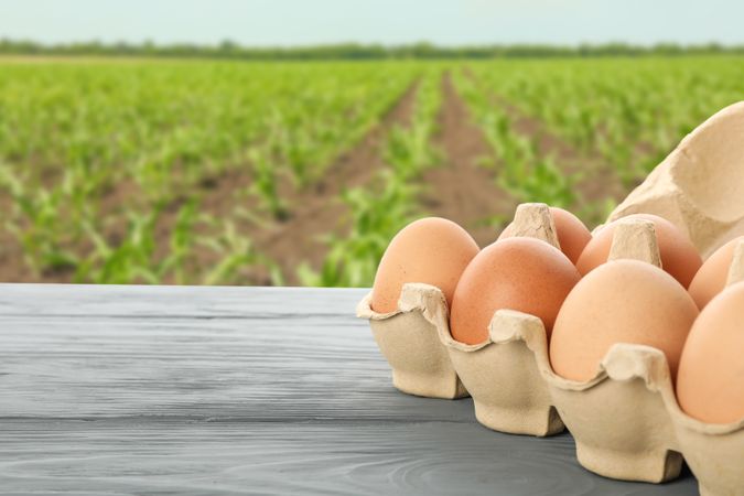 Wooden table with eggs in carton box against field. Farming concept