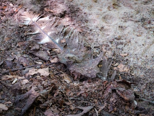 A sandy Fowler's toad hiding in plain sight