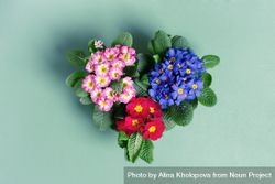 Pink, blue and red primroses 48vBq0